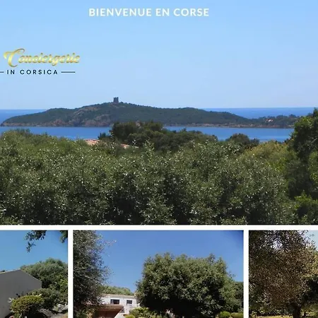Maison 6 Pers Oliveraie Vue Mer 5 Min Plage Pinarello Villa *