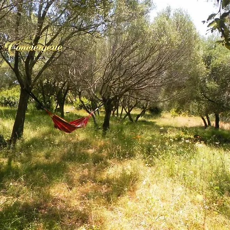 Maison 6 Pers Oliveraie Vue Mer 5 Min Plage Pinarello Mangialla